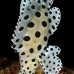 barramundi_kbrtakub_v_0340_sul6882_rv.jpg